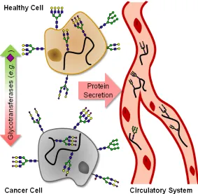 Figure 1.5 Glycoprotein Secretion - N-glycome extracted from plasma are described herein
