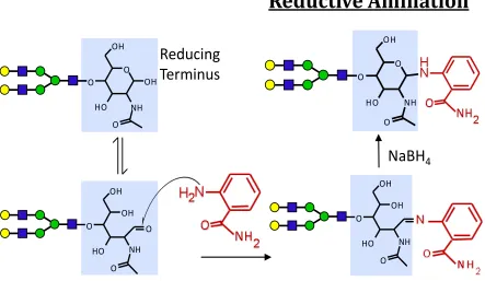 Figure 1.8 Reductive Amination - Released glycans derivatized with 2-aminobenzamide (2-AB) is shown