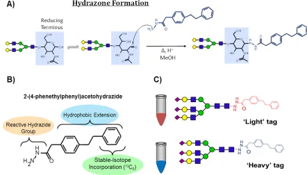 Figure 1.9 Hydrazone Formation.  A) Derivatization of released N-glycans via hydrazone formation