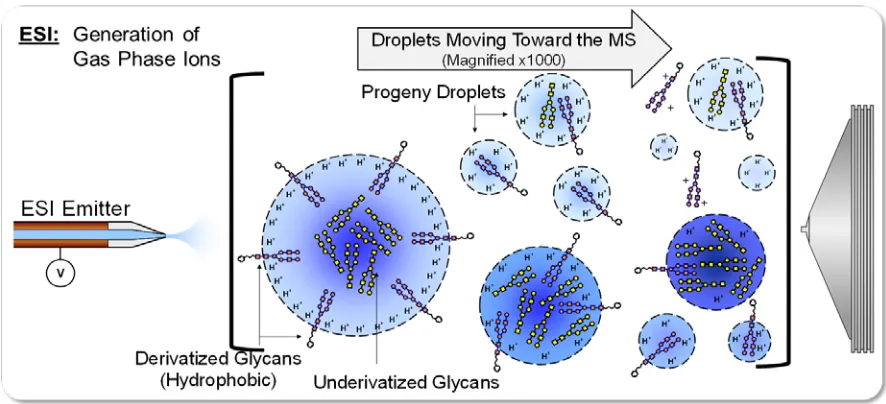 Figure 1.10 Hydrophobic Bias -    Illustration depicting how hydrophobic bias works in favor of derivatized glycans that have increased hydrophobicity compared to native glycans, which are hydrophilic by nature