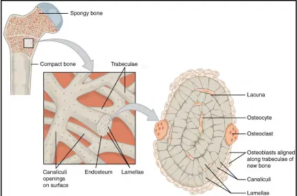 Figure 1.3: Osteocyte Cells in The Bone 