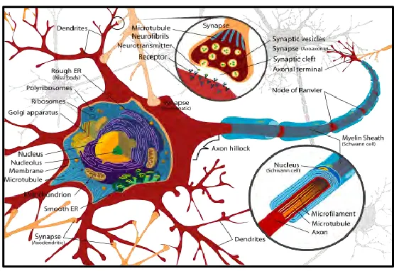 Figure 1.4:  Axodendritic Synapse Cell 