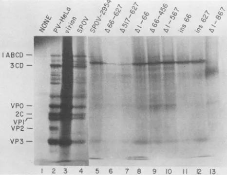 FIG.1.resisin the Sodium dodecyl sulfate-polyacrylamide gel electropho- of proteins synthesized in vitro from poliovirus RNAs modified 5'-noncoding region