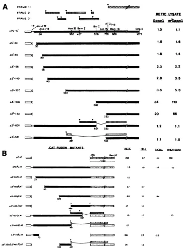 FIG.1.deletionobtained5'contain5'openpolyproteinofnucleotidepP2-5'.A5'-465/CATconstructssoft-laser[17])