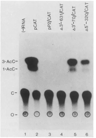 FIG.5.oocytes.thetedresponse Translation of pP2/CAT deletion mRNAs in Xenopus Kinetic analysis and concentration curves indicated that observed CAT activity for all constructs was in the linear range