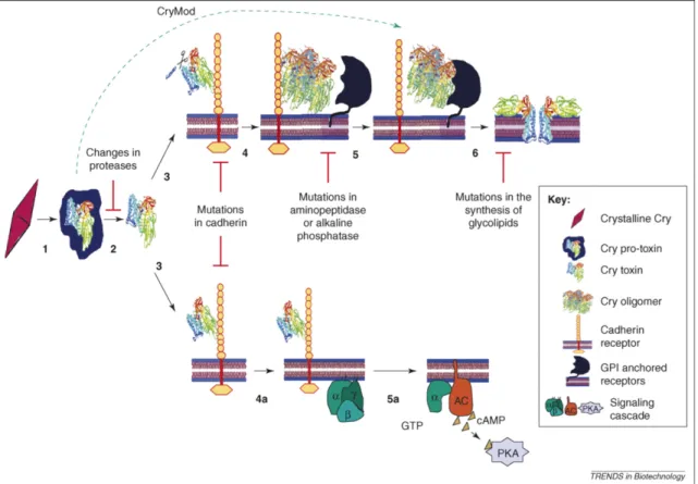 Figure 1.1. Proposed models for Cry toxin mode of action with corresponding sites of known or possible  resistance