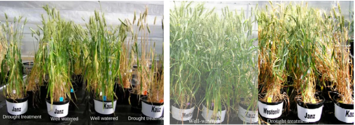 Fig. 3.2 (a and b) The different water-deficit phenotypes of Janz and Kauz under the  same level of water-deficit in Experiment 1 and Experiment 2
