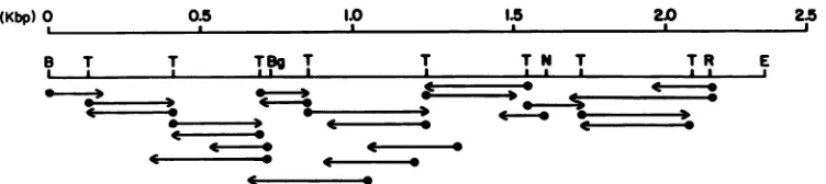 FIG. 2.fragment.containingprepared Strategy of and clones prepared for nucleotide sequence analysis of the 2.35-kb PvuII-EcoRI fragment of the MDHV genome all of the MDHV gp57-65 coding region, determined by S1 nuclease digestion as described in the legend