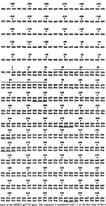 FIG. 3.nucleotidethea(Asn-X-Ser/Thr) signal DNA sequence of the MDHV gp57-65 gene. The sequence is numbered with +1 as the first base of the initiation ATG codon of 505-amino-acid open reading frame