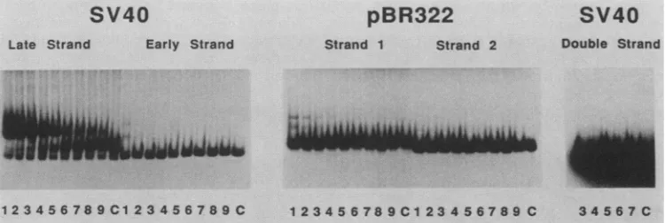 FIG.1.EcoRI-EcoRV60,controlcontainedlabeled Interaction of proteins from fraction H16 with DNA