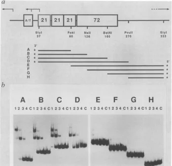 FIG. 2.fragmentsdenaturedamountsindicated,late-early,SV40 Binding of protein H16 to single-stranded subfragments of the SV40 control region