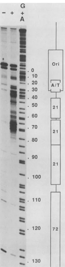 FIG. 4.T4bindingthe DNA sequence of the 21-bp repeat region. The upper strand is the early strand; the lower strand is the late strand