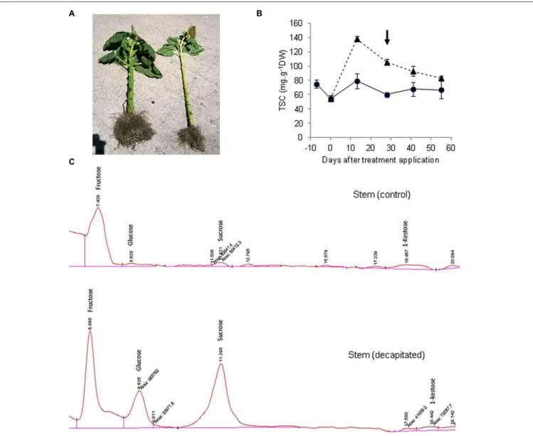 FIGURE 1 | Sugar accumulation and profiles in sunflower stems from control and decapitated plants
