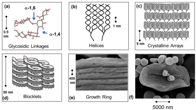 Figure  1.10  Structure  of  various  starch  components.  A  glycosidic  linkages.  B-  Starch  helics,  C-  Starch crystalline arrays