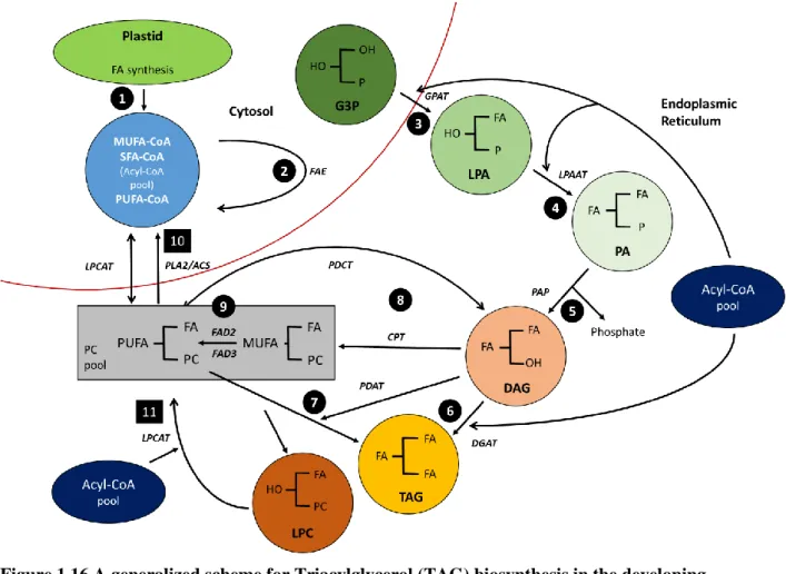Figure 1.16 A generalized scheme for Triacylglycerol (TAG) biosynthesis in the developing  seeds of oilseeds