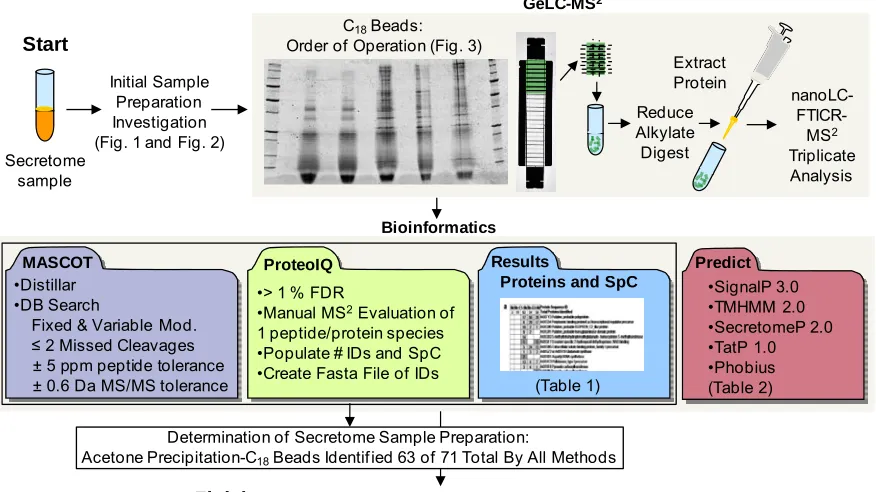 Figure 3.4 Experimental workflow from start to finish of secretome sample preparation and evaluations