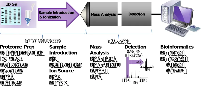 Figure 1.1 A model workflow for modern MS-based proteomics investigations.  Protein samples are processed and ultimately digested into peptides