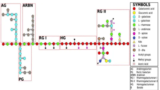 Fig. 1. Cell wall pectin chemical structure. AG, arabinogalactan; ARBN, arabinan; B,  borate; HG, homogalacturonan; PG, pectic galactan; RG I, rhamnogalacturonan I; 