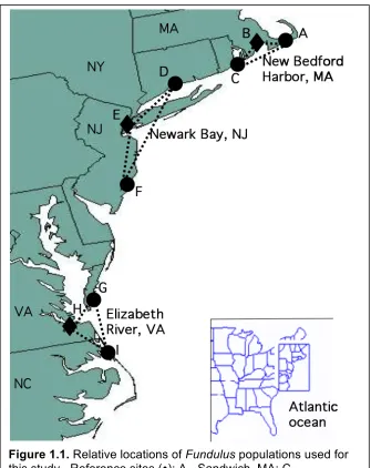 Figure 1.1. Relative locations of Fundulus populations used for this study.  Reference sites (): A - Sandwich, MA; C – Succotosh, RI; D – Clinton, CT; F – Tuckerton, NJ; G – Magotha, VA; I – Manteo, NC