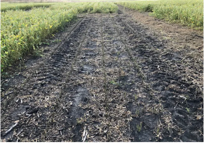 Figure 3.5. Soybean canopy removal – treatment SC 18 Sep 2018 