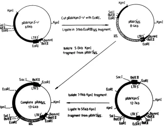 FIG.1.used Construction of recombinant viruses. The pRAV vector system based on RAV-1 and avian erythroblastosis virus (43a, 48) was to reconstruct replication-competent virus