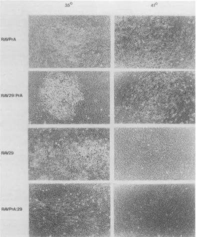 FIG. 6.to 8 Morphologies of virus-infected CEF at the permissive (35°C) and nonpermissive (41°C) temperatures