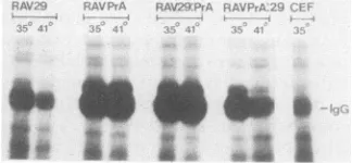 TABLE 1. Subcellular localization of pp6o-srcby cell fractionation