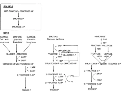 Figure	  2.3	  Synthesis	  of	  sucrose	  in	  the	  leaf	  and	  degradation	  of	  sucrose	  fruit/seed.	  	  The	   	  
