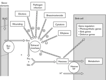 Figure	  2.5	  Model	  for	  apoplastic	  unloading	  in	  fruit/seed	  tissues.	  	  Sucrose	  from	  the	  sieve	   	  