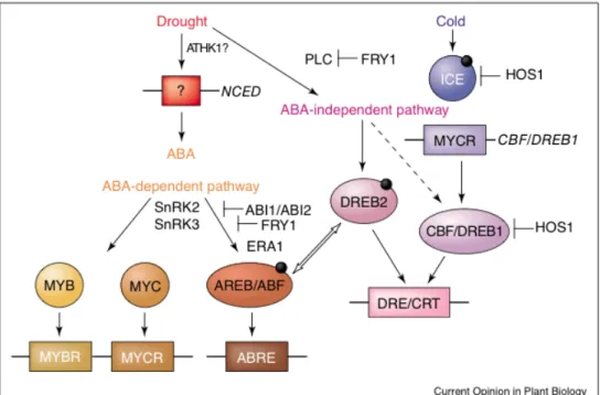 Figure	  2.17	  Regulatory	  network	  of	  gene	  expression	  in	  response	  to	  drought	  and	  cold	   	  