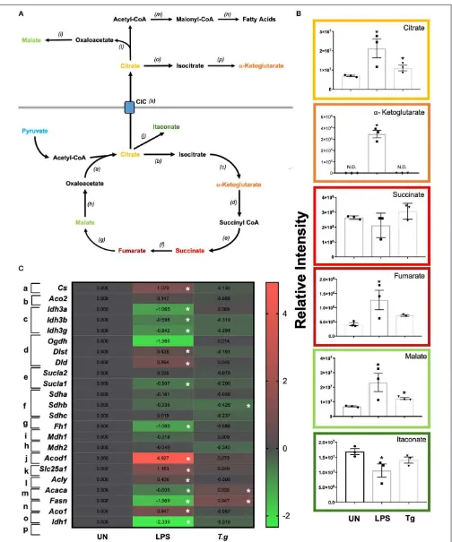 FIGURE 7 | TCA changes in T. gondii co-cultured or LPS stimulated BMDCs. Bone marrow derived DCs were co-cultured with T