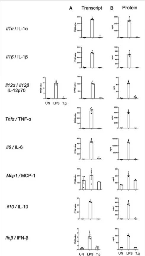 FIGURE 3 | mRNA and protein levels of cytokines expressed by BMDCs whenwere either co-cultured withco-cultured with T