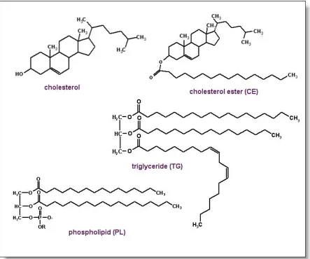 Figure 1.1. Chemical structure of cholesterol and lipids.  