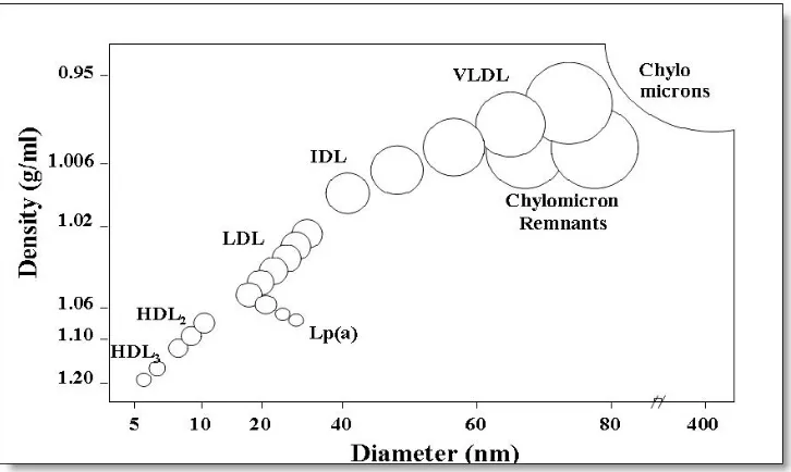 Figure 1.3 . Relationship of particle size and density of lipoprotein subclasses. The particle size of lipoprotein subclasses have an inverse relationship to their hydrated densities