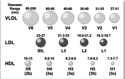Figure 1.5 (V4+V3), small VLDL (V2+V1), IDL, large LDL (L3), medium-small LDL (L2), very small 