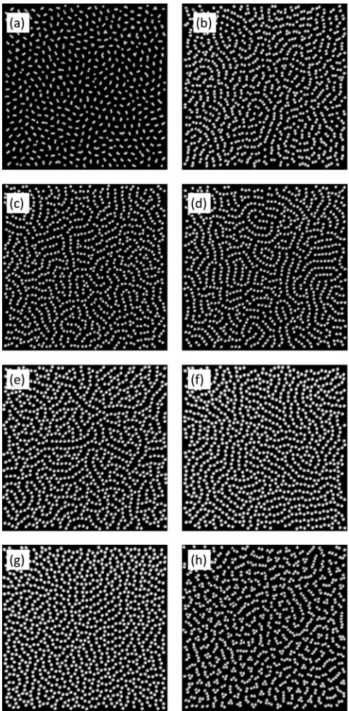 FIG. 8. Simulation snapshots showing chain labyrinth structure  