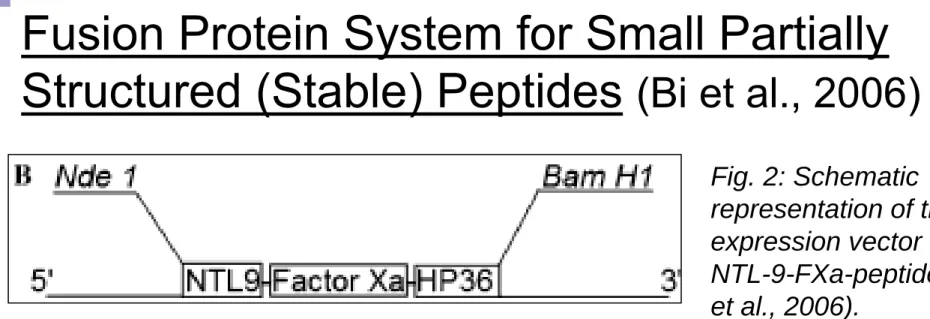 Fig. 2: Schematic  representation of the  expression vector for  NTL-9-FXa-peptide (Bi  et al., 2006).