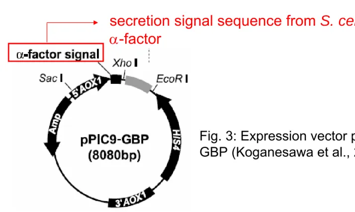 Fig. 3: Expression vector pPIC9- pPIC9-GBP (Koganesawa et al., 2002).