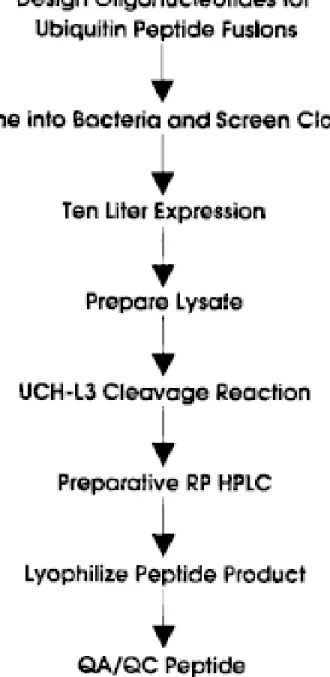Fig. 4: Flow diagram of the Ub fusion process  for making recombinant peptides in bacteria  (Pilon et al., 1997).