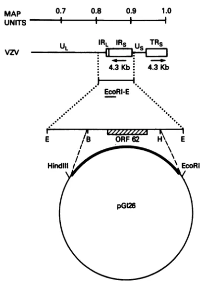 FIG.1.BglII-HpaIdataportion(B),and(26).internalrepeat The map position of ORF62 is shown in the right-hand of the VZV genome