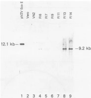 TABLE 2. Titer of HSV-1 ICP4 mutants on various cell linesa
