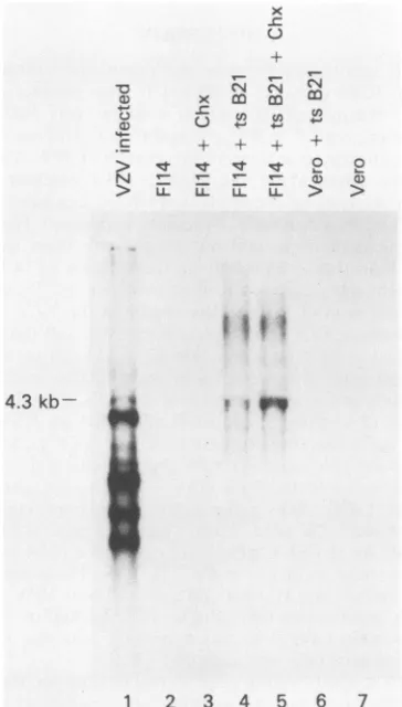 FIG. 3.cellscontaining The growth of d120 in cell lines F19, F113, and F114, ORF62, and E5 cells compared with its growth in VN2 at 37°C over time.