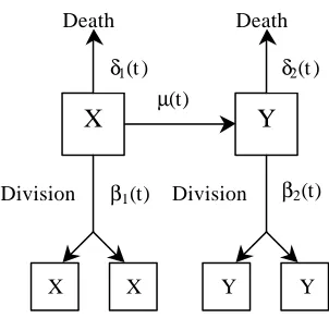 Figure 2: A general CGD system with k+2 states.  This system allows the cells to gothrough various levels of maturation before committing to the differentiation process.