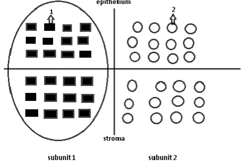 Figure 1 Normal epithelial morphofunctional zone 