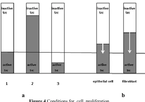 Figure 4 Conditions for  cell  proliferation. 