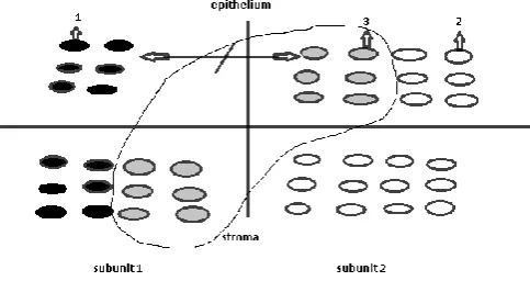 Figure 5 The scheme of a malignant tumor development  in a 