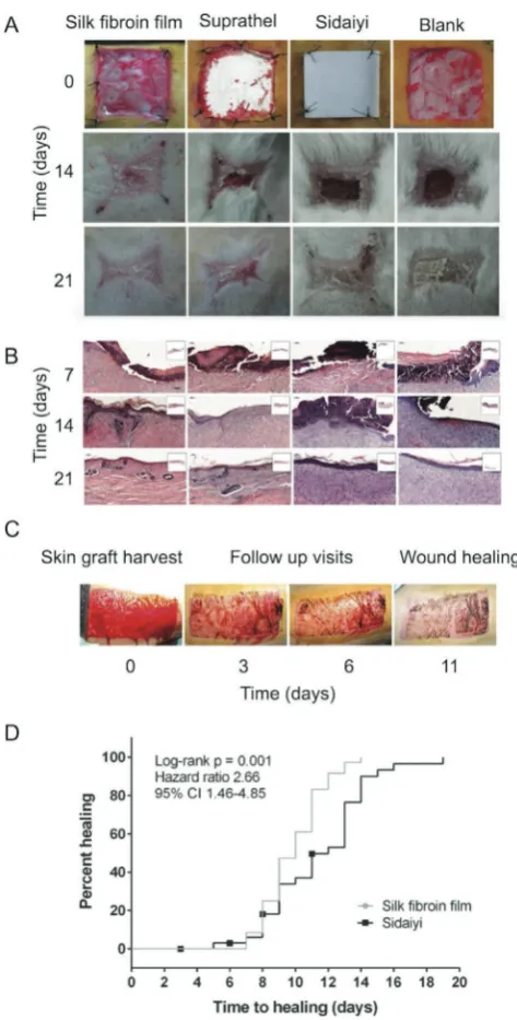 Figure 4. Silk fibroin films for wound healing applications. A) Healing of rabbit full-thickness wounds over a 21-day period following appli-cation of Bombyx mori silk fibroin films, a polyurethane based wound dressing Suprathel, a silk-silicone wound dres