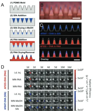 Figure 5. Implantable poly(acrylic acid)-silk fibroin microneedles for controllable vaccine release kinetics and enhanced immunogenicity