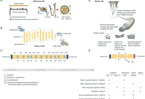 Figure 2. Silk structure. A) Solution conformation of Bomyx mori silk. Hydrophobicity pattern of the heavy chain with possible chain folding and micelle assembly of silk fibroin in water