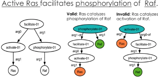 Figure 1: On the left, we show an abstract meaning representation (AMR) of a sentence